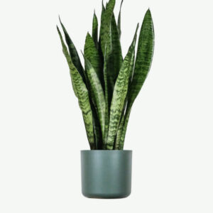 Snake plant