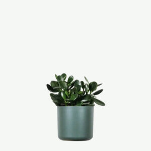 Jade plant
